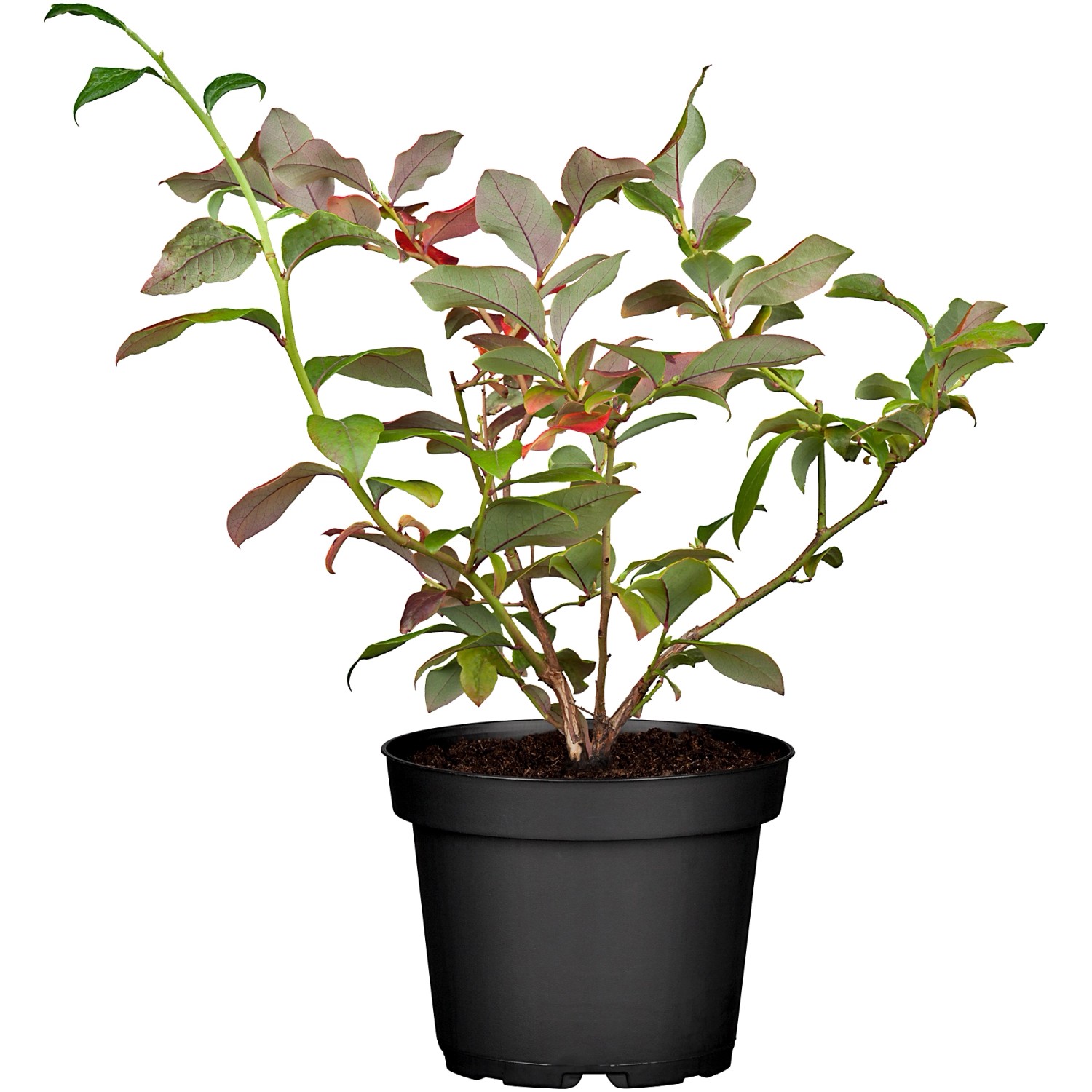 Heidelbeere Bluecrop Höhe 30 - 40 cm Topf-Ø 3 l Vaccinium von -