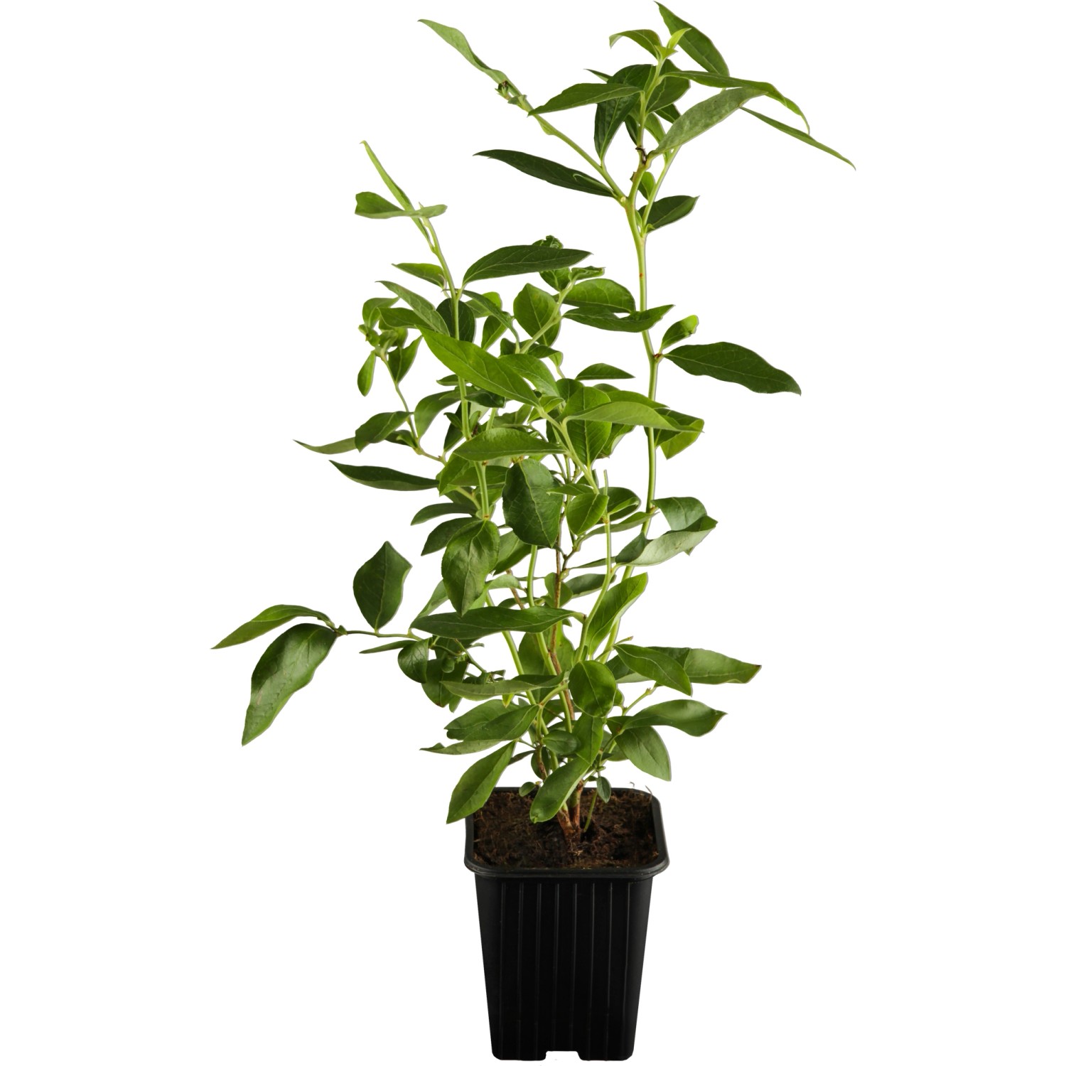 Heidelbeere Elisabeth Höhe ca. 20 - 30 cm Topf ca. 2 l Vaccinium corymbosum