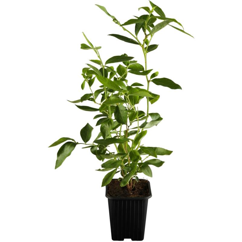 Heidelbeere Elisabeth Höhe ca. 20 - 30 cm Topf ca. 2 l Vaccinium corymbosum