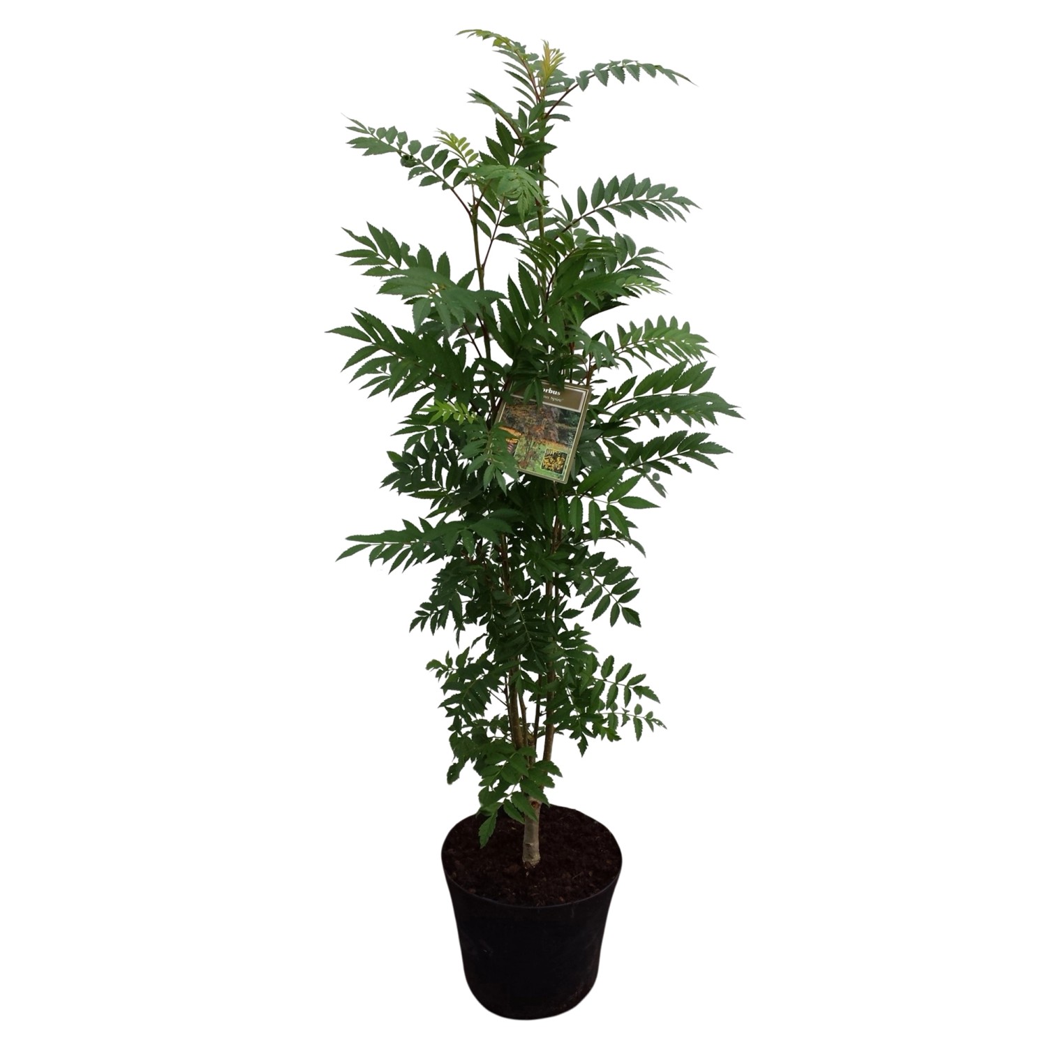 Herbst-Vogelbeere Autum Spire Gelb Höhe ca. 80 - 100 cm Topf ca. 7 l Sorbus Herbst-Vogelbeere Autum Spire Gelb Höhe ca. 80 - 100 cm Topf ca. 7 l Sorbus