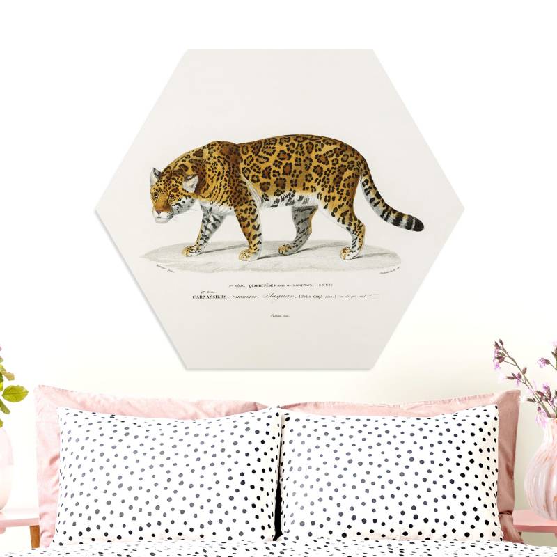 Hexagon-Forexbild Vintage Lehrtafel Jaguar
