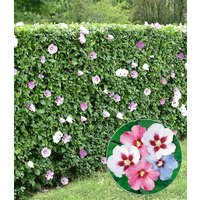 Hibiskus-Hecke