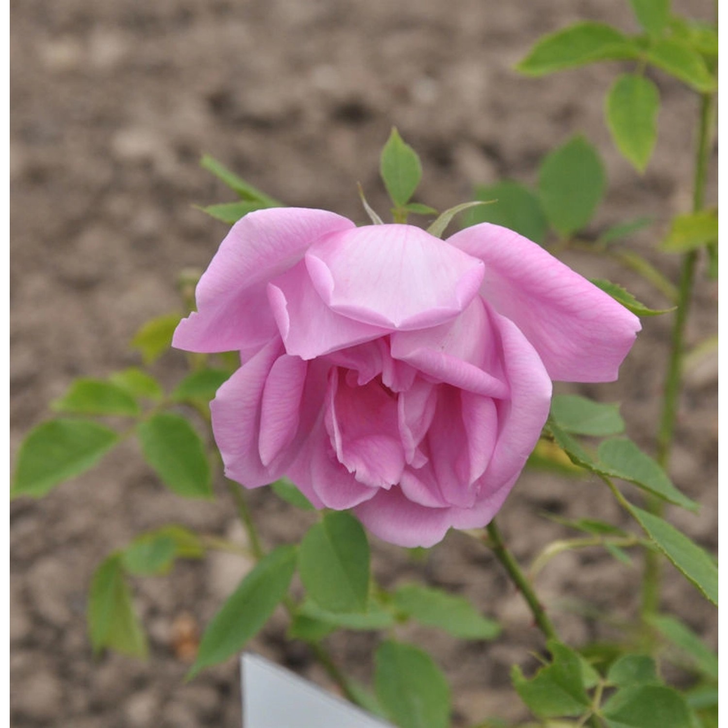 Historische Rose Adam Messerich 30-60cm