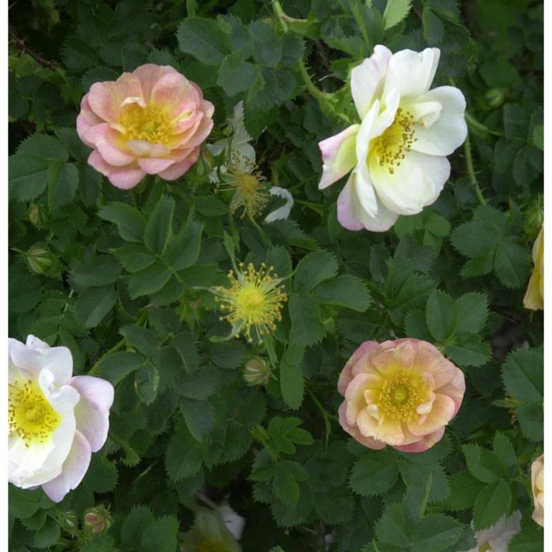 Historische Rose Canary Bird 30-60cm