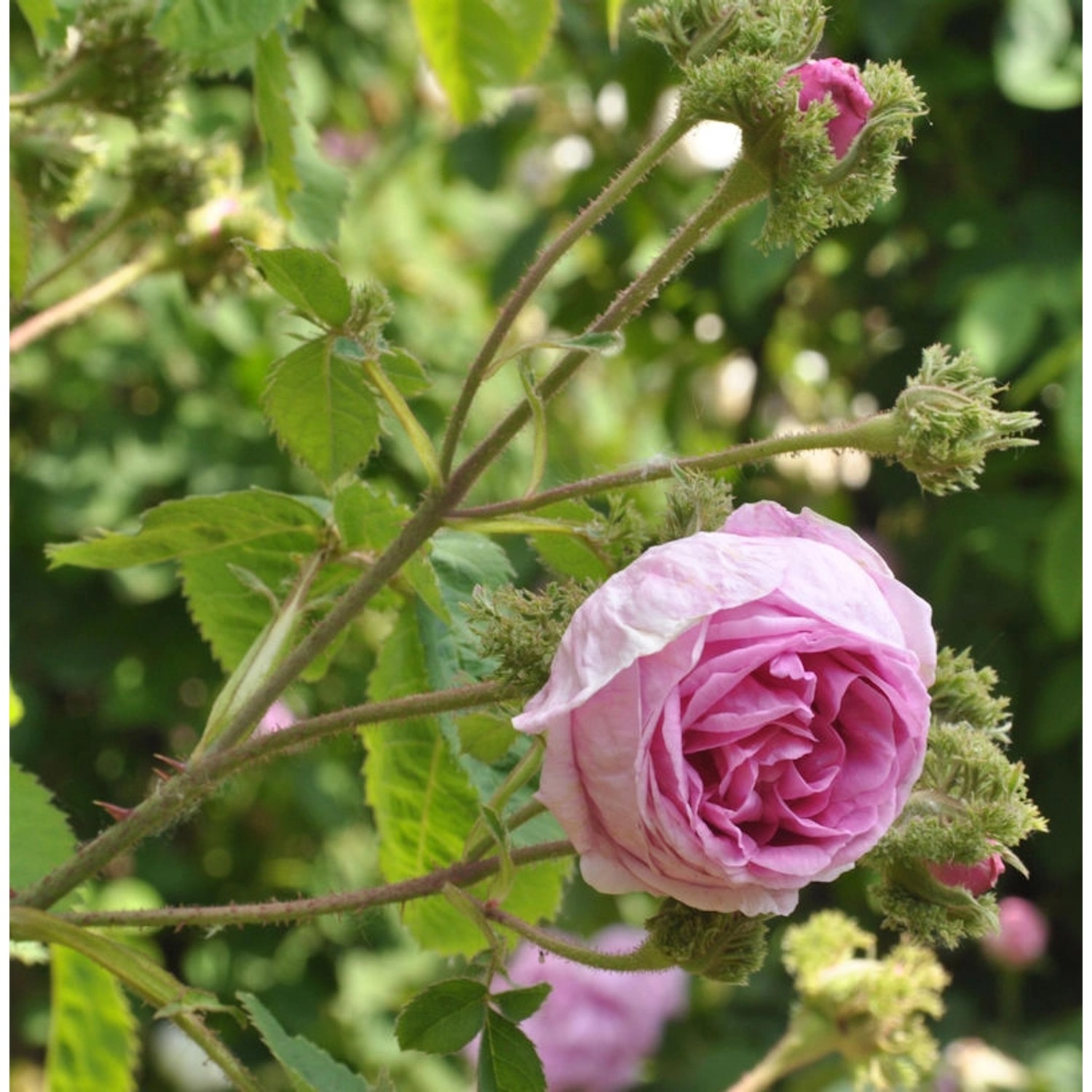 Historische Rose Chapeau de Napoleon 30-60cm