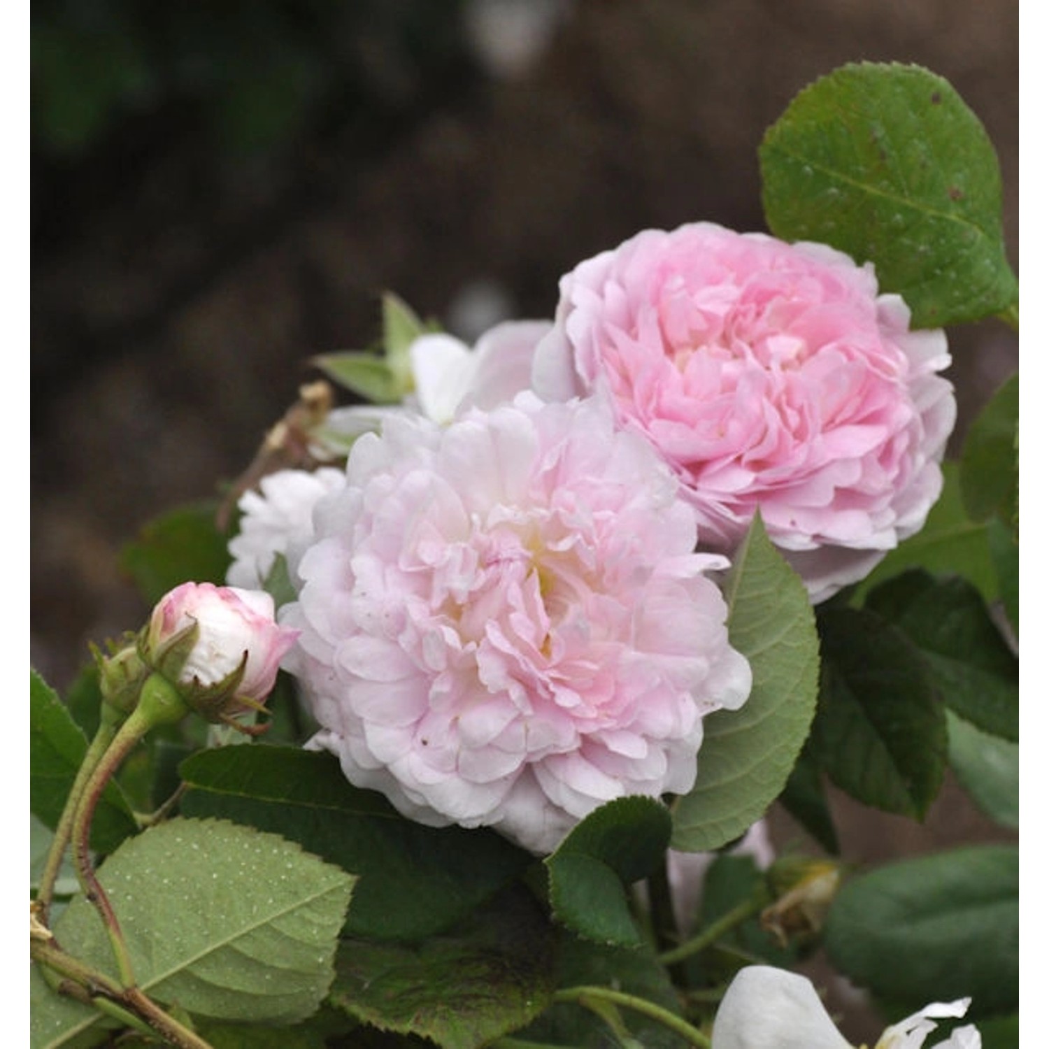 Historische Rose Duchess de Montebello 30-60cm