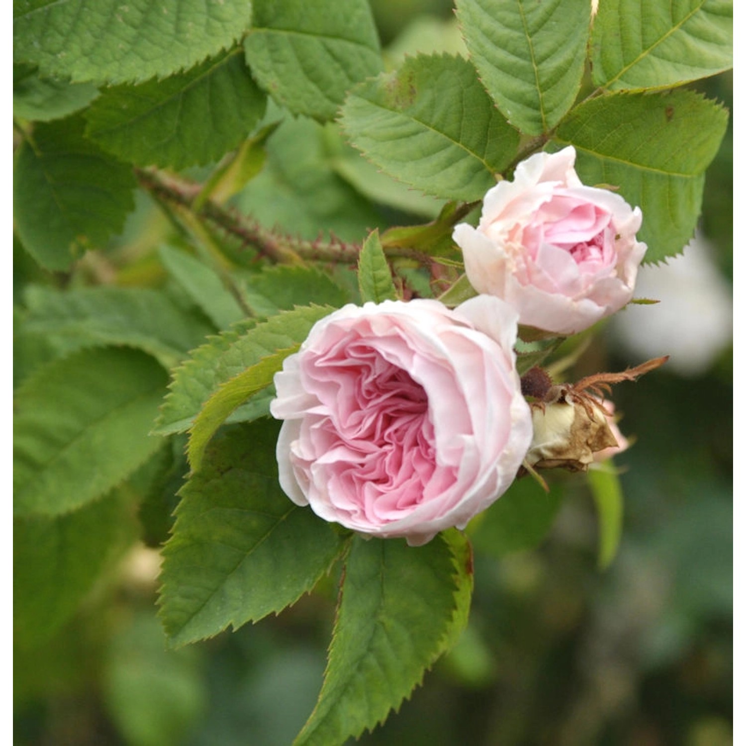 Historische Rose Felicite Parmentier 30-60cm