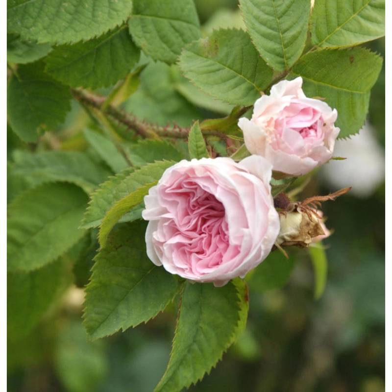 Historische Rose Felicite Parmentier 30-60cm