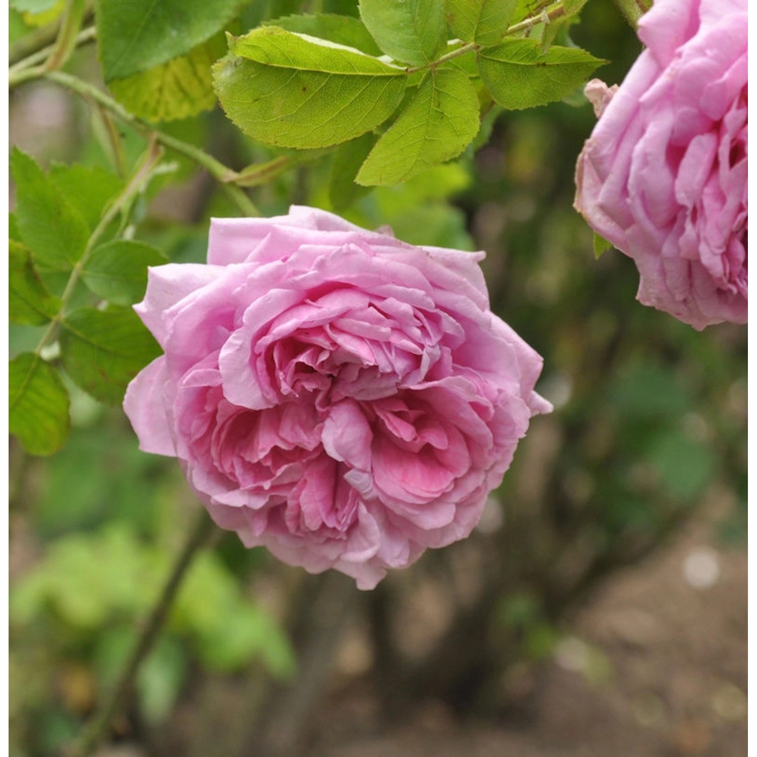 Historische Rose Mme Boll 30-60cm