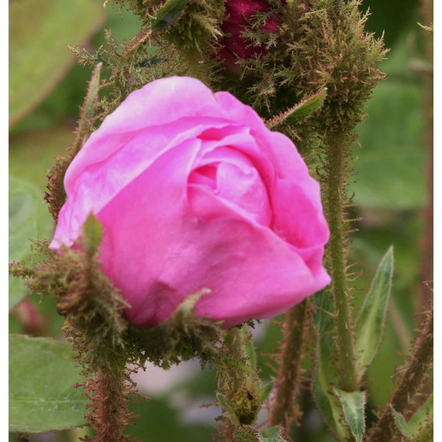 Historische Rose Muscosa 30-60cm
