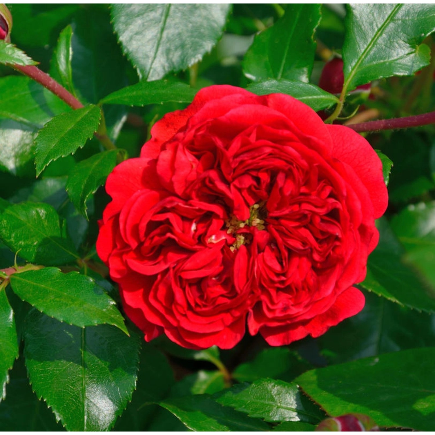 Hochstamm Rose Out of Rosenheim 80-100cm