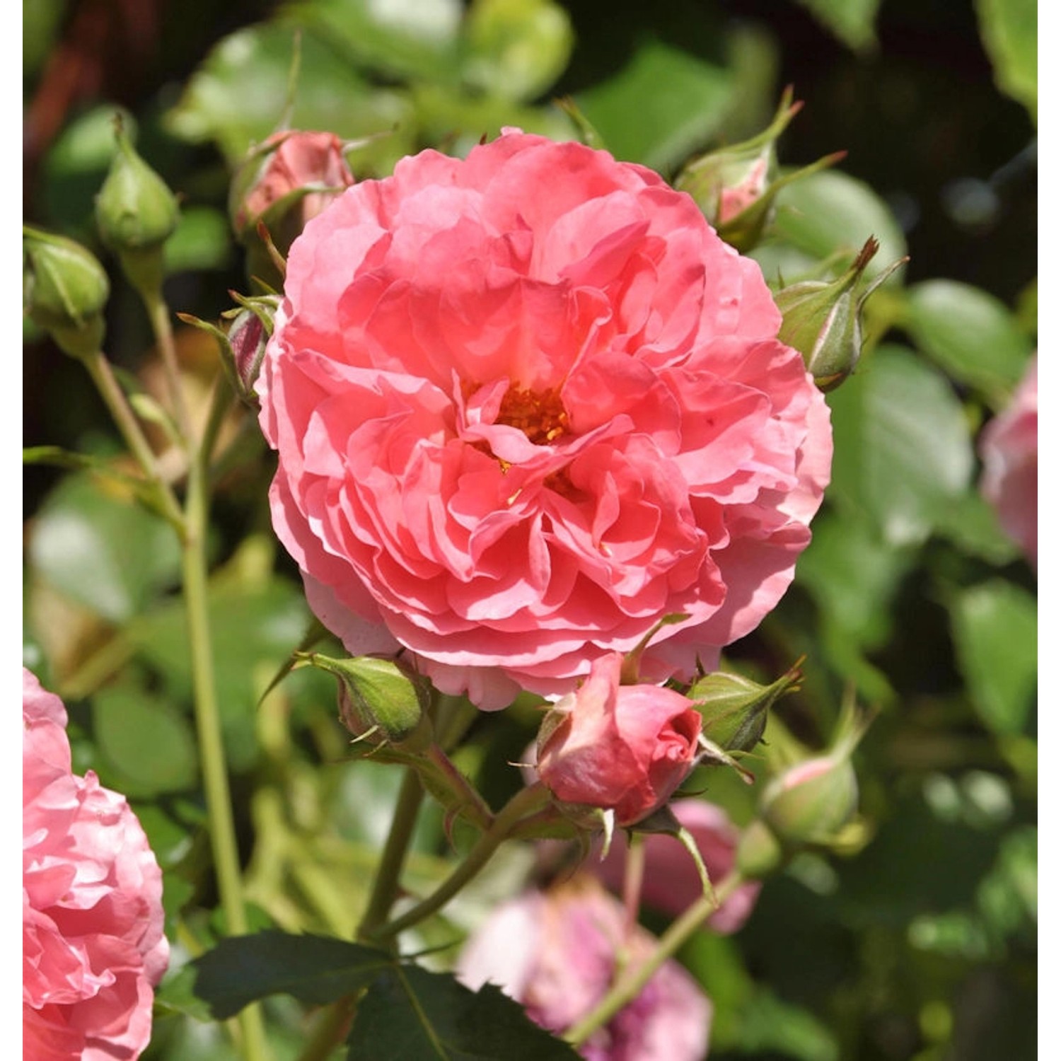 Hochstamm Rose Rosarium Uetersen 80-100cm