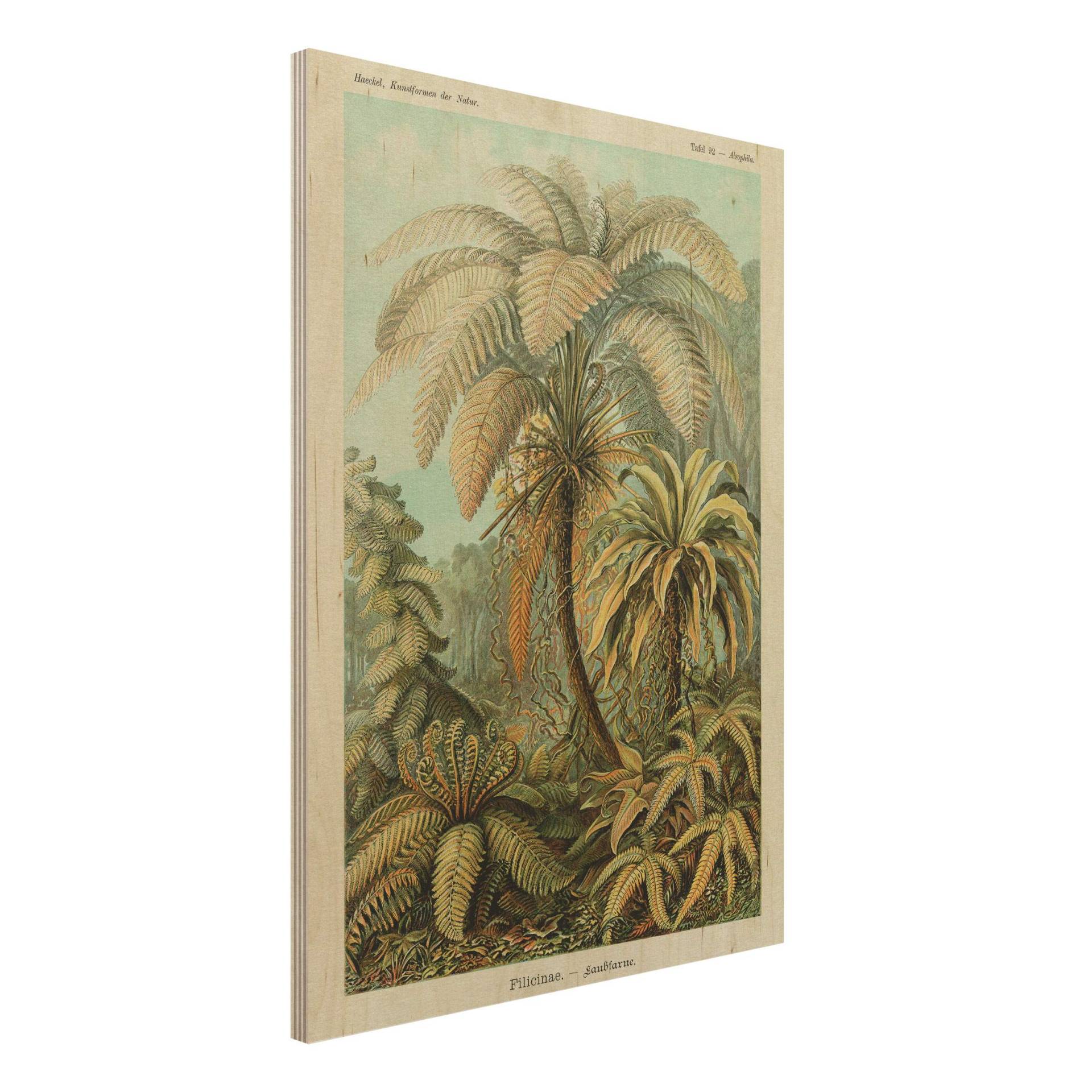 Holzbild - Hochformat 3:4 Botanik Vintage Illustration Laubfarne Holzbild - Hochformat 3:4 Botanik Vintage Illustration Laubfarne