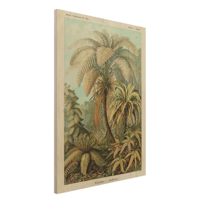 Holzbild - Hochformat 3:4 Botanik Vintage Illustration Laubfarne