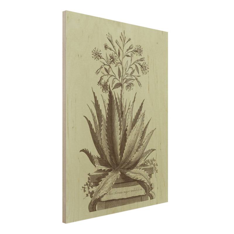 Holzbild - Hochformat 3:4 Vintage Aloe Serrata