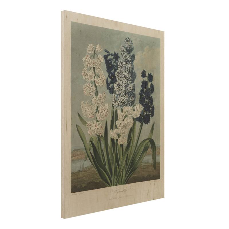 Holzbild Botanik Vintage Illustration Blaue und weiße Hyazinthen
