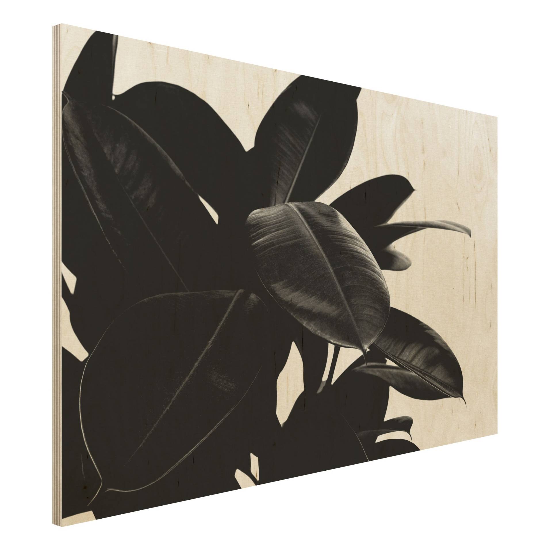 Holzbild Gummibaum Blätter Schwarz Weiß