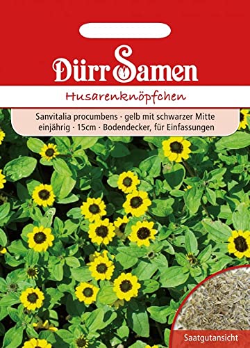 Husarenknöpfchen Samen Blumensamen Bodendecker Gelbe Blumen Bienenfreundlich ca 400 Korn Saatgut Einjährig Garten Hochbeet Kübel Dürr Samen von Dürr-Samen