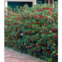 Ilex-Hecke 'Heckenfee®'