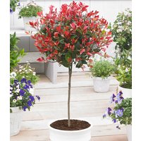 Immergrünes Photinia-Stämmchen 'Little Red Robin®'