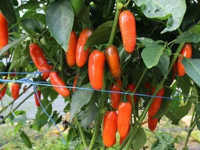 Jalapeño 'Leon'
