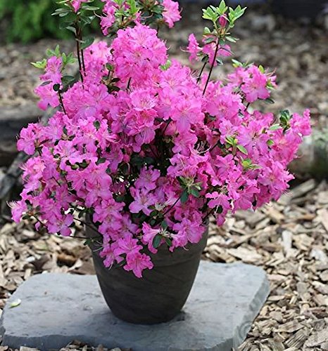 Japanische Azalee Petticoat® 15-20cm - Rhododendron obtusum - Zwerg Alpenrose von PlantaPro