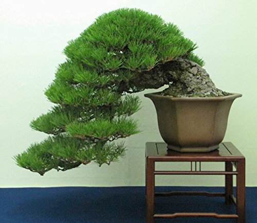 Japanische Schwarzkiefer (Pinus thunbergii) ~ Bonsai Zier ~ 10 Samen