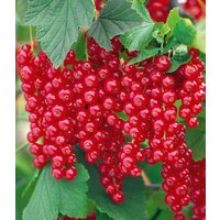 Johannisbeere 'Rote Rovada®'
