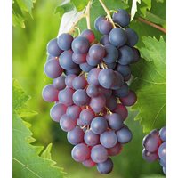 Kernlose Tafel-Traube 'Venus®'