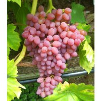 Kernlose Tafeltraube 'Kischmisch rosé'