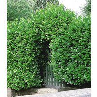 Kirschlorbeer-Hecke