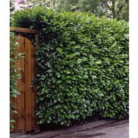 Kirschlorbeer-Hecke im 3-Liter Topf