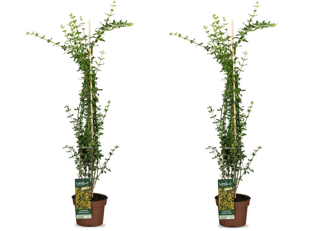 Kletterkönigin Jasmin 2er Set