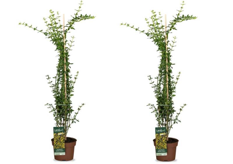 Kletterkönigin Jasmin 2er Set