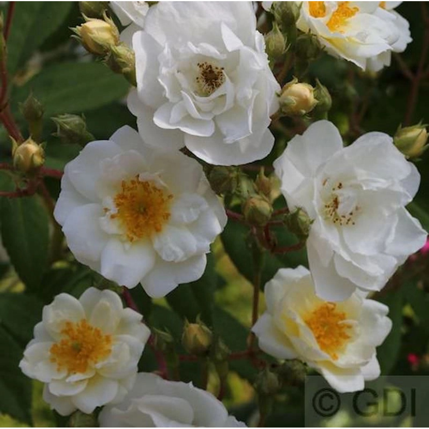 Kletterrose Filipes Kiftsgate 30-60cm