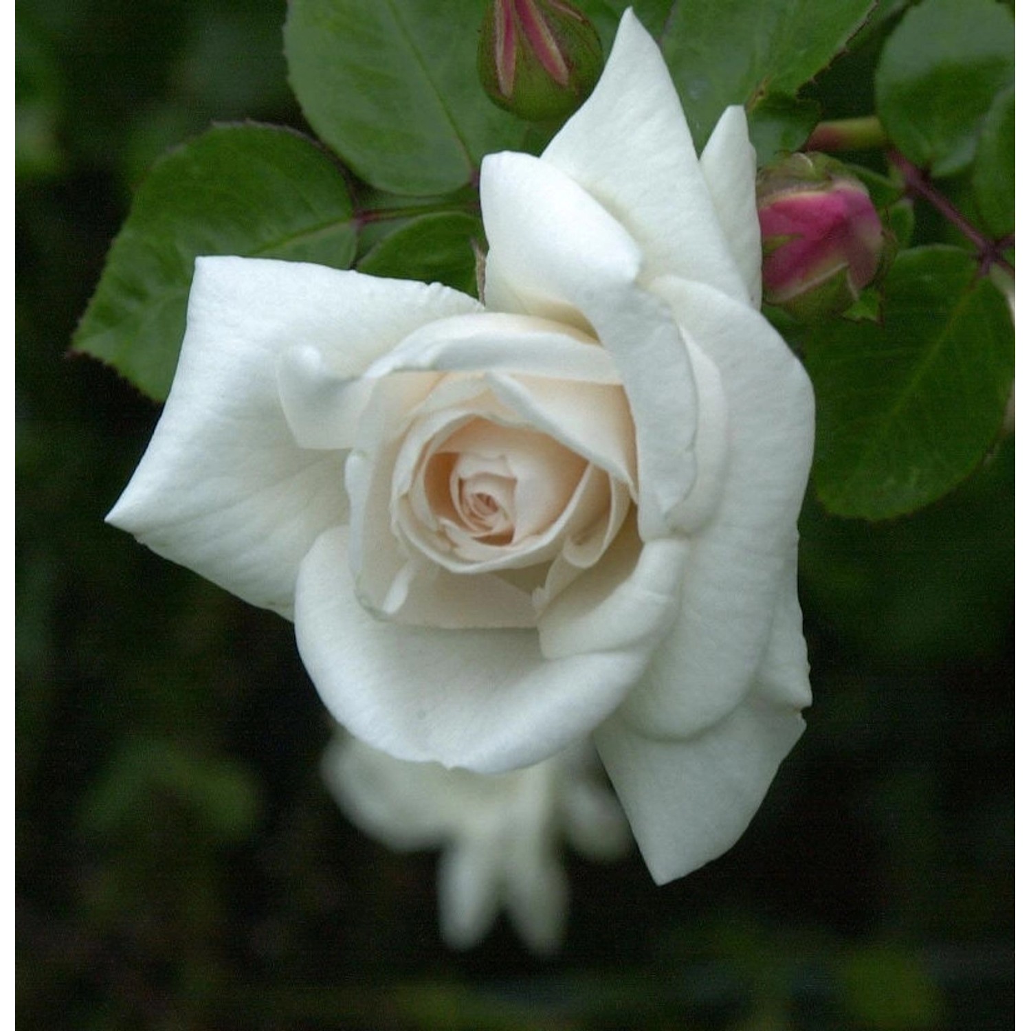 Kletterrose White New Dawn 30-60cm Kletterrose White New Dawn 30-60cm