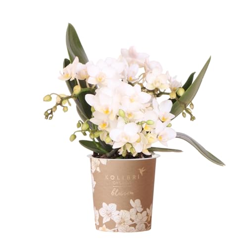 Kolibri Orchids | Weiße Phalaenopsis Orchidee - Nazaré - Topfgröße Ø9cm | Blühende Zimmerpflanze - Frisch vom Züchter von KOLIBRI