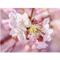 Komar Fototapete Pink Blossom Blumen B/L: ca. 248x184 cm von Komar