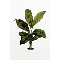 Komar Poster Elastica Leaf Pflanzen B/L: ca. 50x70 cm von Komar