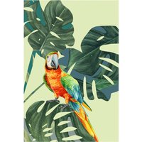 Komar Poster Green-Winged Macaw Komar Poster Green-Winged Macaw von Komar