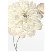 Komar Wandbild Illustration Dahlia Blume B/L: ca. 30x40 cm von Komar