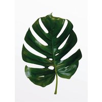 Komar Poster Monstera Leaf Pflanzen B/L: ca. 30x40 cm von Komar