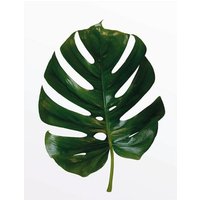 Komar Poster Monstera Leaf Pflanzen B/L: ca. 40x50 cm von Komar