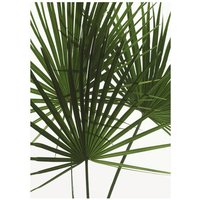 Komar Poster Palmtree Leaves Pflanzen B/L: ca. 30x40 cm von Komar