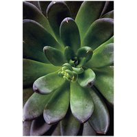 Komar Wandbild Succulent Single Pflanzen B/L: ca. 50x70 cm von Komar