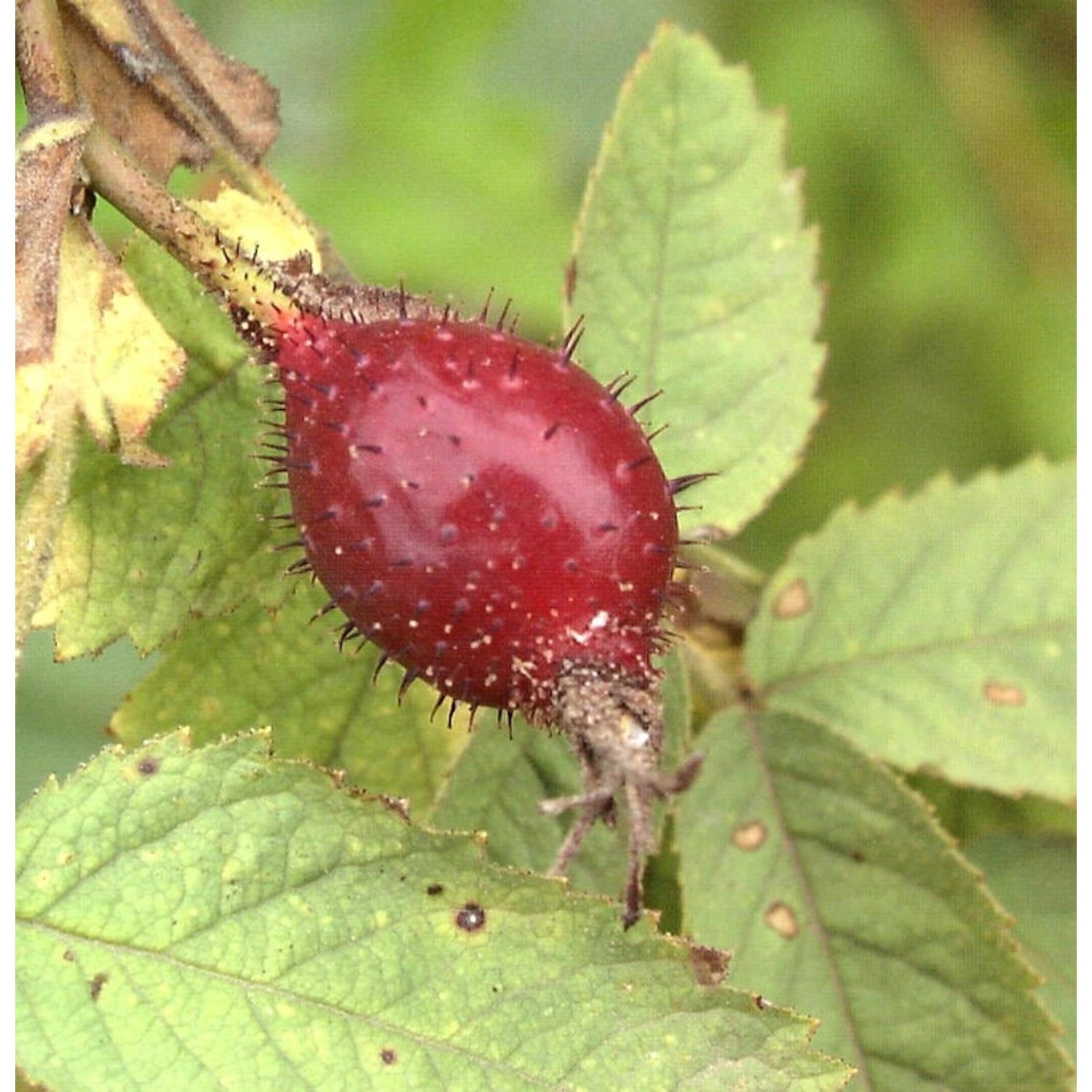 Kriechrose 40-60cm - Rosa arvensis