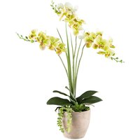 Kunstpflanze Phalaenopsis-Arrangement grün Kunststoff B/H/L: ca. 17x55x17 cm von XXXL