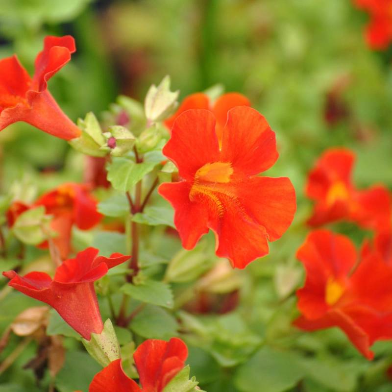 Kupferrote Gauklerblume Rot Topf-Ø ca. 9 cm x 9 cm
