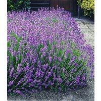 Lavendel-Hecke 'Blau'