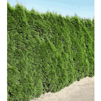 Lebensbaum-Hecke 'Smaragd' 40-60 cm hoch